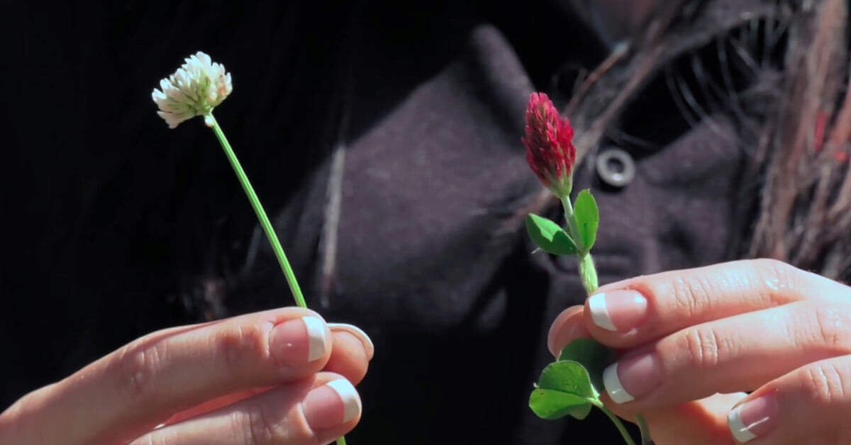 Benefits of Pennington Rackmaster Durana Clover