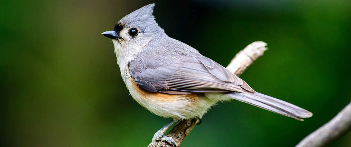 Male tufted titmouse