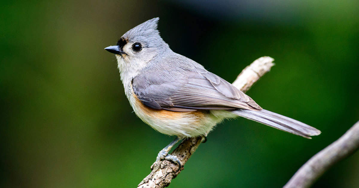Male tufted titmouse