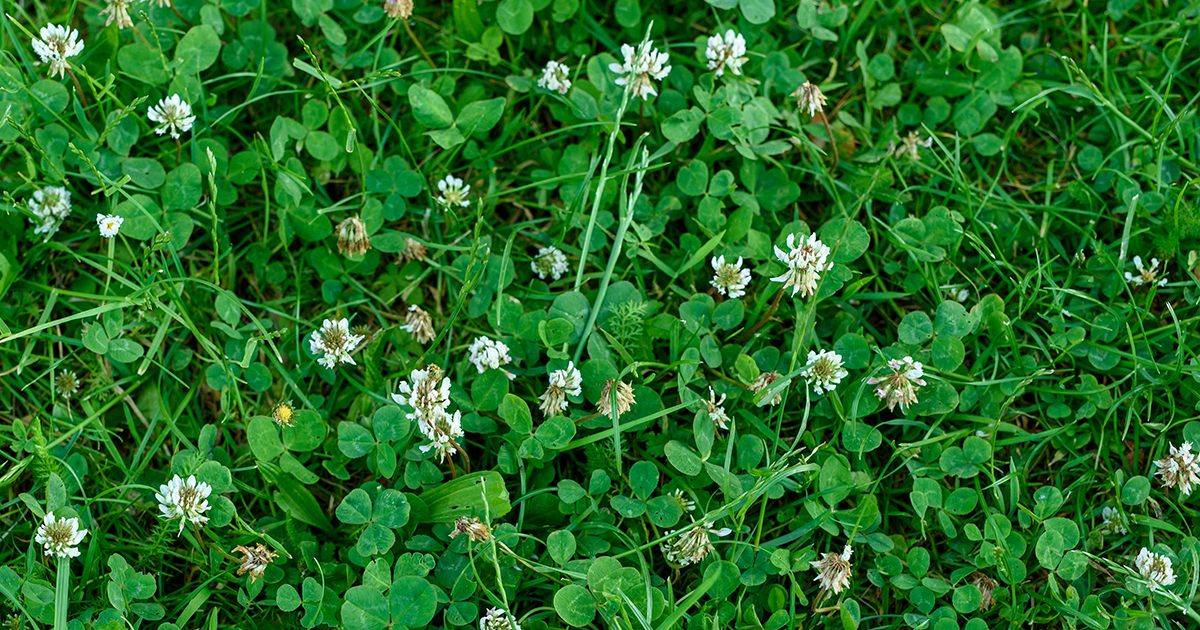 A closeup of an area with a mix of grass and white clover.