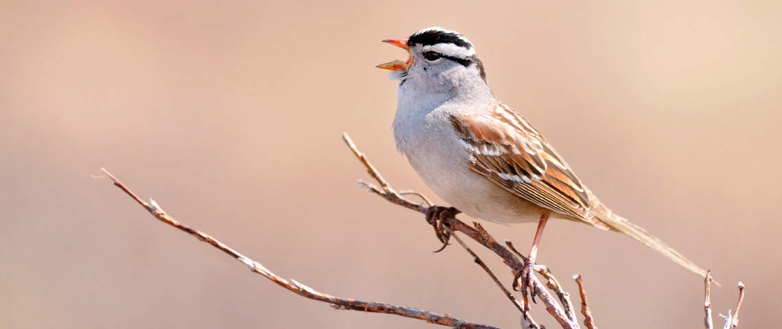 White-crowned Sparrow chirping