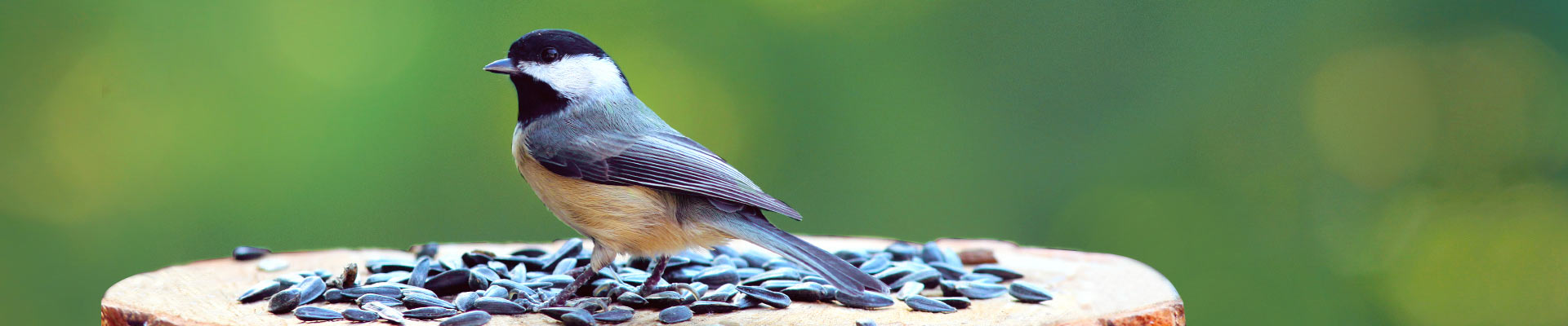 Wildbird Seed Feed & Treats