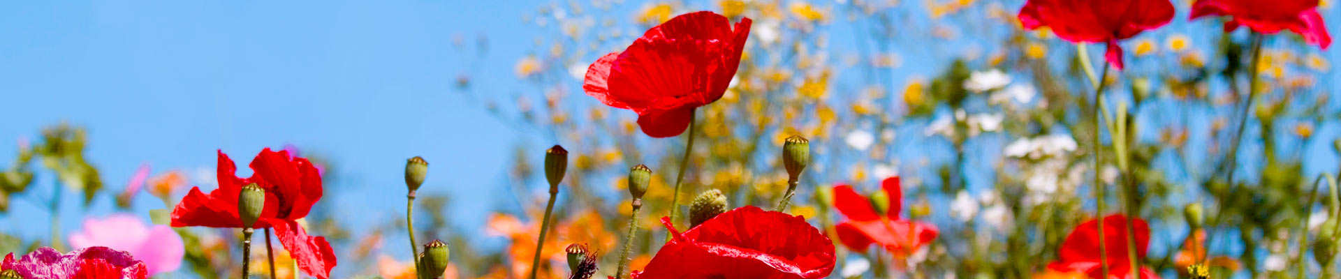 wildflower_header_1920x400